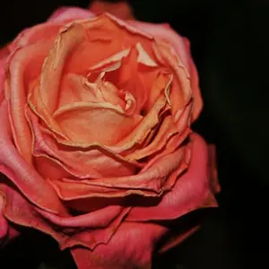 Dying Rose