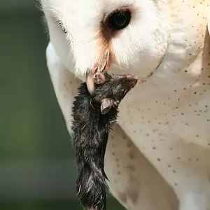 Owl having lunch