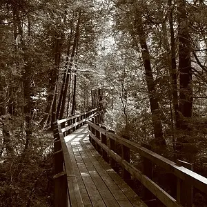 The boardwalk at Crawford Lake