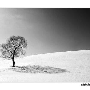 Alone Tree