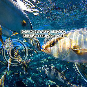 Jon Schwartz fishing and travel photography fish Hawaii