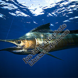 Jon Schwartz fishing photography sailfish underwater