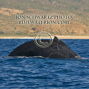 Jon Schwartz travel and fishing photography Cabo whale watching