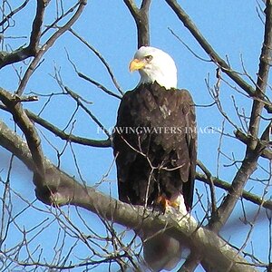 Bald Eagle along the Delaware River