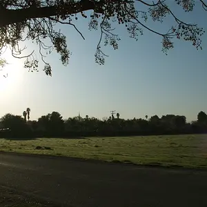 Same Tree, Different time and shot