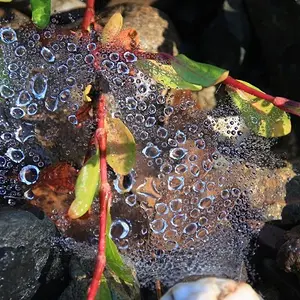 Dewy spider web