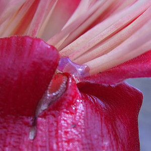 closeup of s wild flower