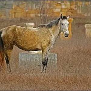 Horse