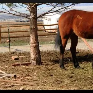 horse_editted