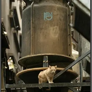 Street Cat