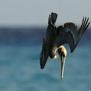 Z2B1780_resize