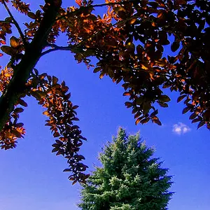 The Tree Beyond