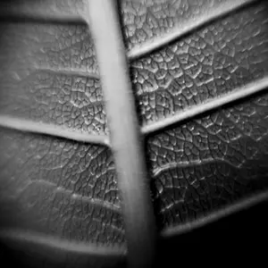 b_wleafback