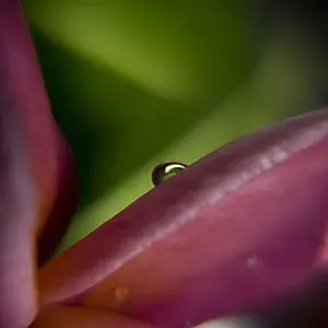 droplet