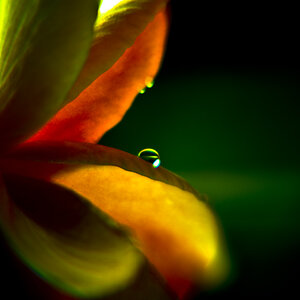 delicate drop