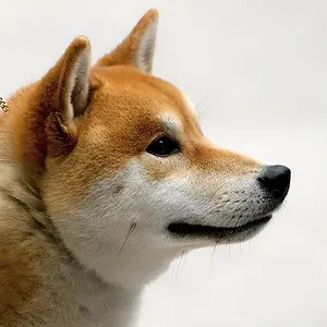 Konotashi