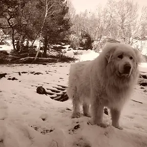 Sepia dog