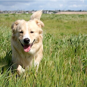 Border Collie