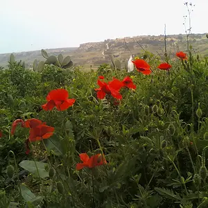 malta 1