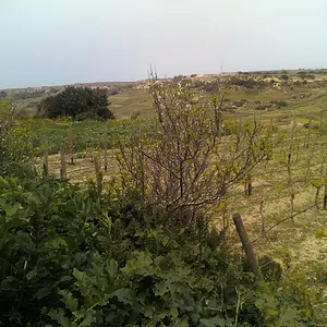 malta2