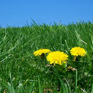 Lone Dandelion