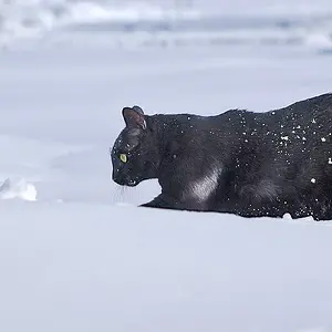 Blizzard 2010