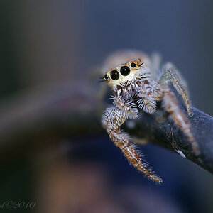 Jumping_spider_1500x2