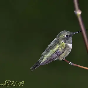 hummer_1