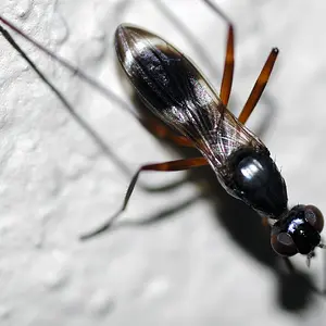 Macro Insects