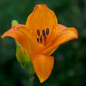 Day Lily