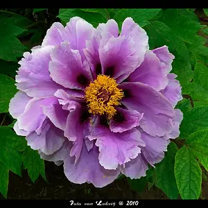Blossoming - Peony