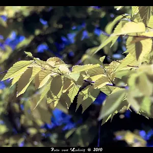 the memory of trees