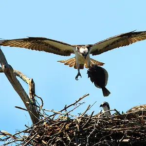 resizeOsprey_Dad