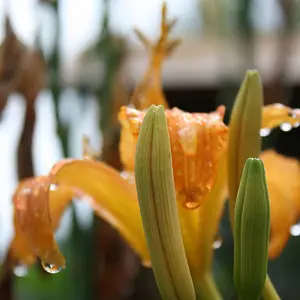 The flower that made it