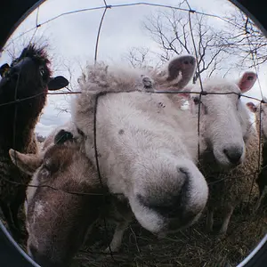 Sheep