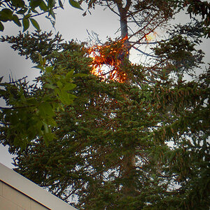 Tree_Fire_-_1