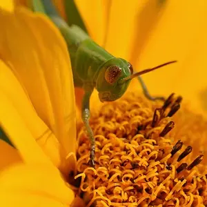 Grasshopper