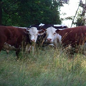 Cows by the neighbors farm