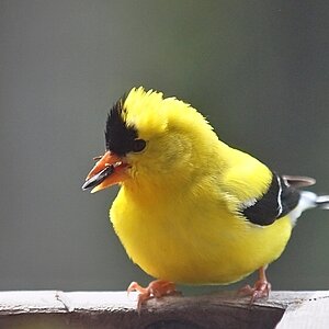 Juvie goldfinch