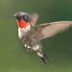 Ruby throat hummingbird