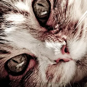Cats Eyes