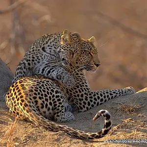 Leopardess and cub Timbavati South Africa