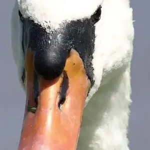 swan1