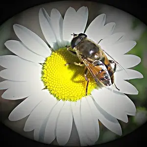 Bee on flower
