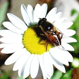 Bee on flower (no vingette)