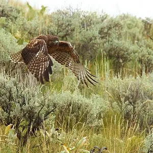 Harris_Hawk_Flying