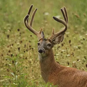 Whitetail photos of the Smokies #5