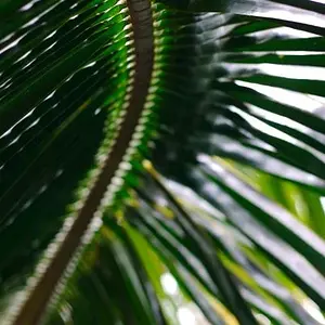 spine of a palm.