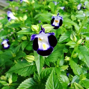 ES28] dark navy flower