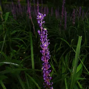 ES28] lavender